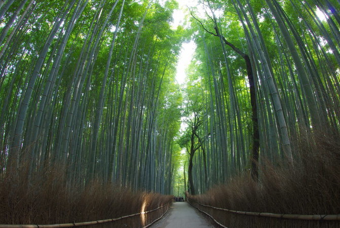 天龙寺・岚山竹林・渡月桥 参考图 1